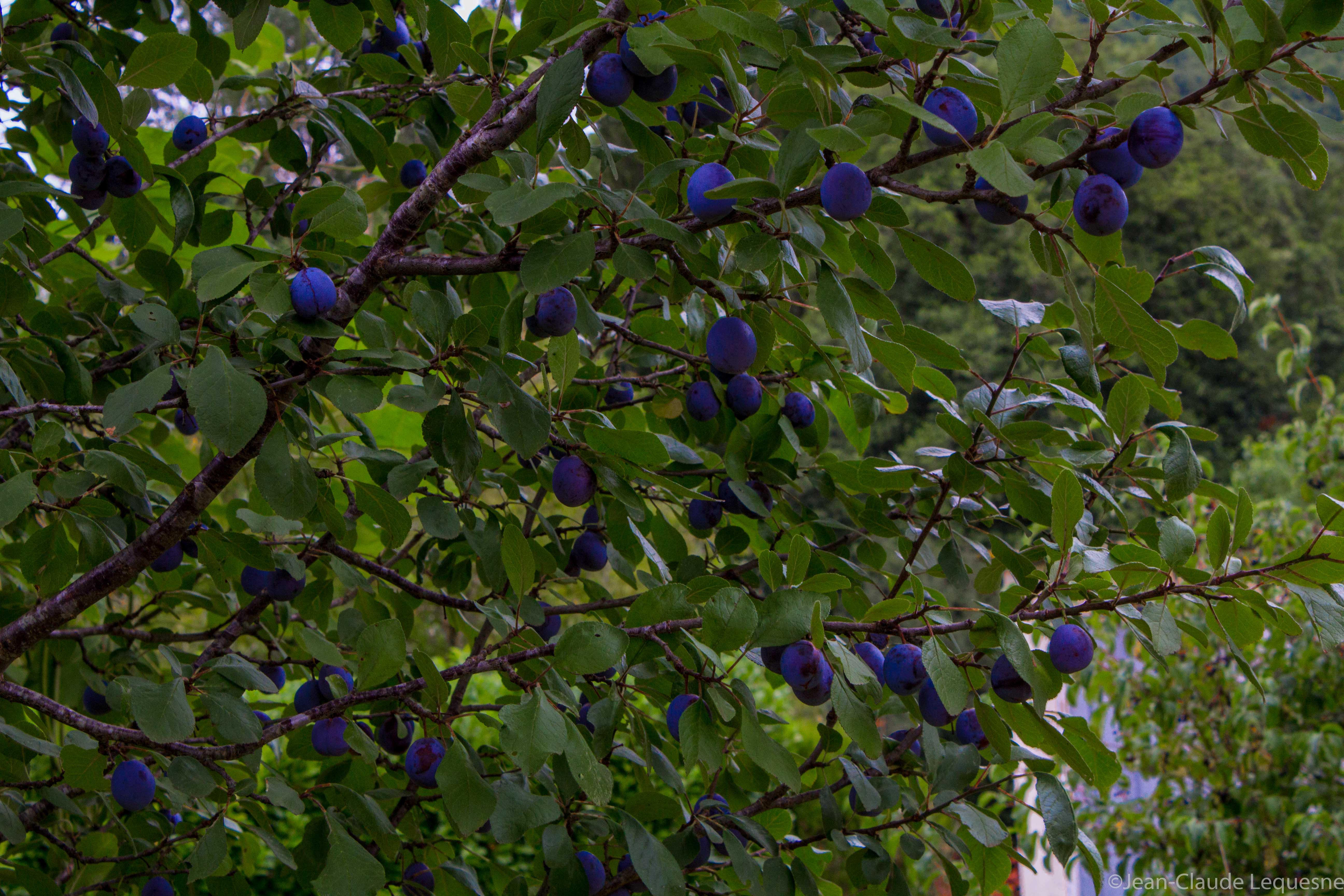 Prune bleue de Bajamont